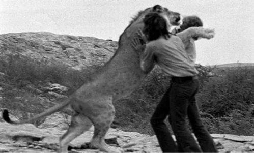 狮子怎么变成人的视频,揭秘动物到人类的奇幻之旅